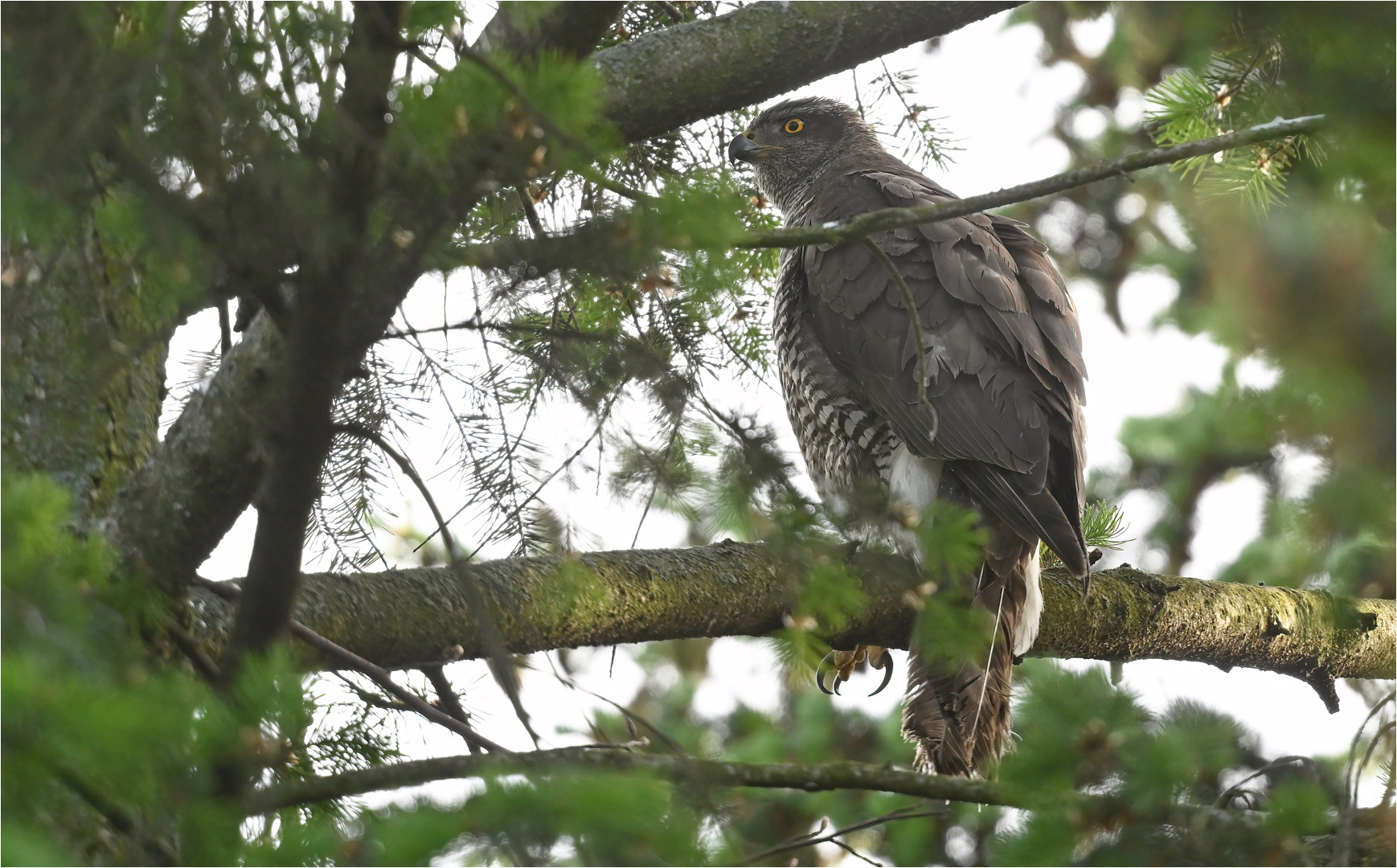 In der Nähe des Horstes