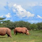 In der Nähe des Waterberg-Plateau´s konnten ...