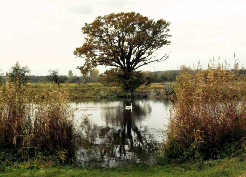 In der Nähe von Calbe - Schönebeck