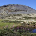 In der Nähe von Haverdalseter am Rand des Dovre-Nationalparks...