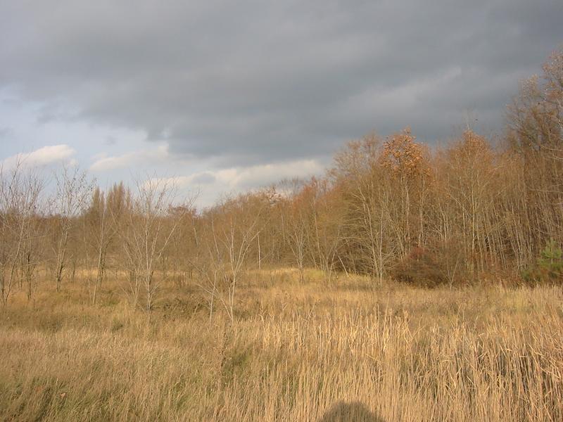 In der Nähe von Sandersdorf bei Bitterfeld im November