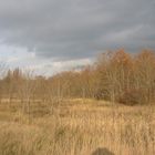 In der Nähe von Sandersdorf bei Bitterfeld im November