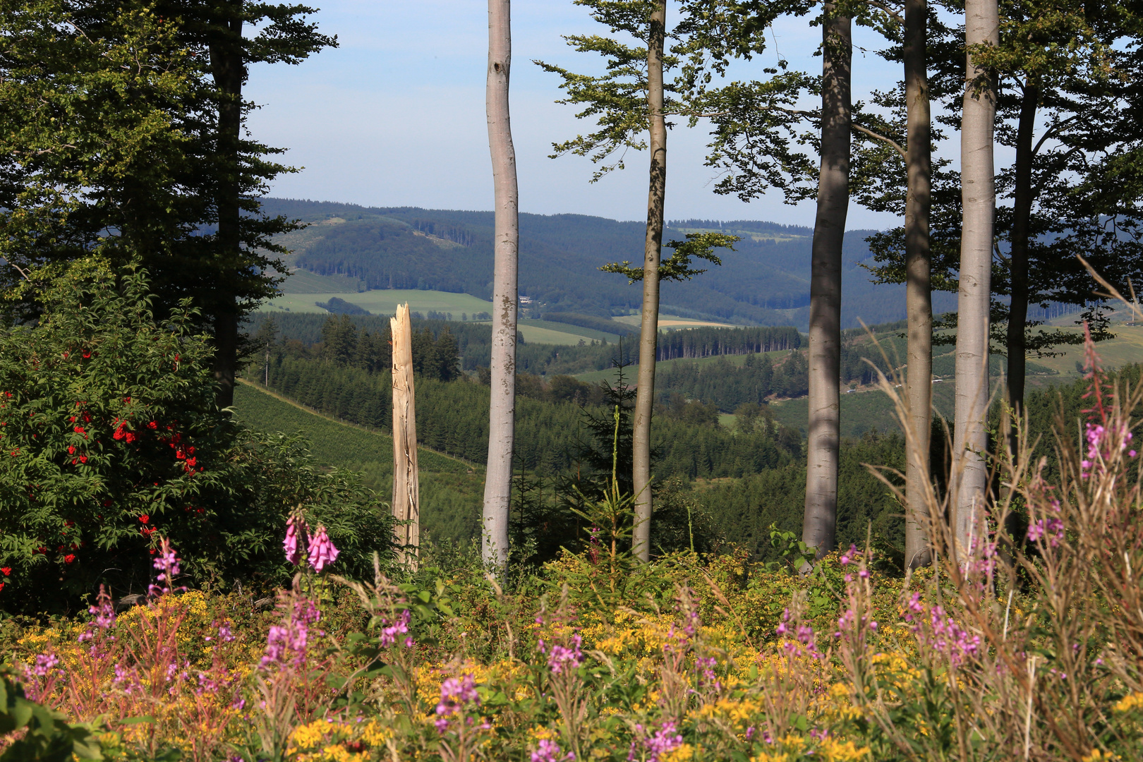 in der Nähe von Schanze (Gem Schmallenberg) Sauerland