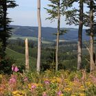 in der Nähe von Schanze (Gem Schmallenberg) Sauerland