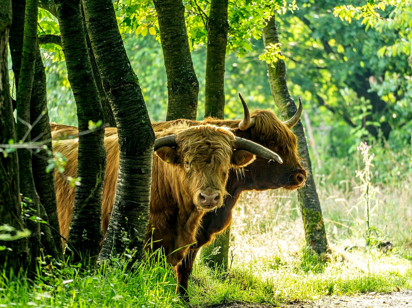 In der Naehe von Waldfeucht freilaufend