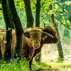 In der Naehe von Waldfeucht freilaufend