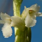 In der Nahaufnahme sehen die Sommer-Wendelähren (Spiranthes aestivalis) . . .