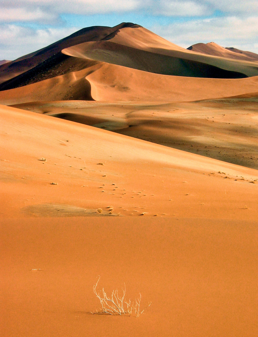 in der Namib