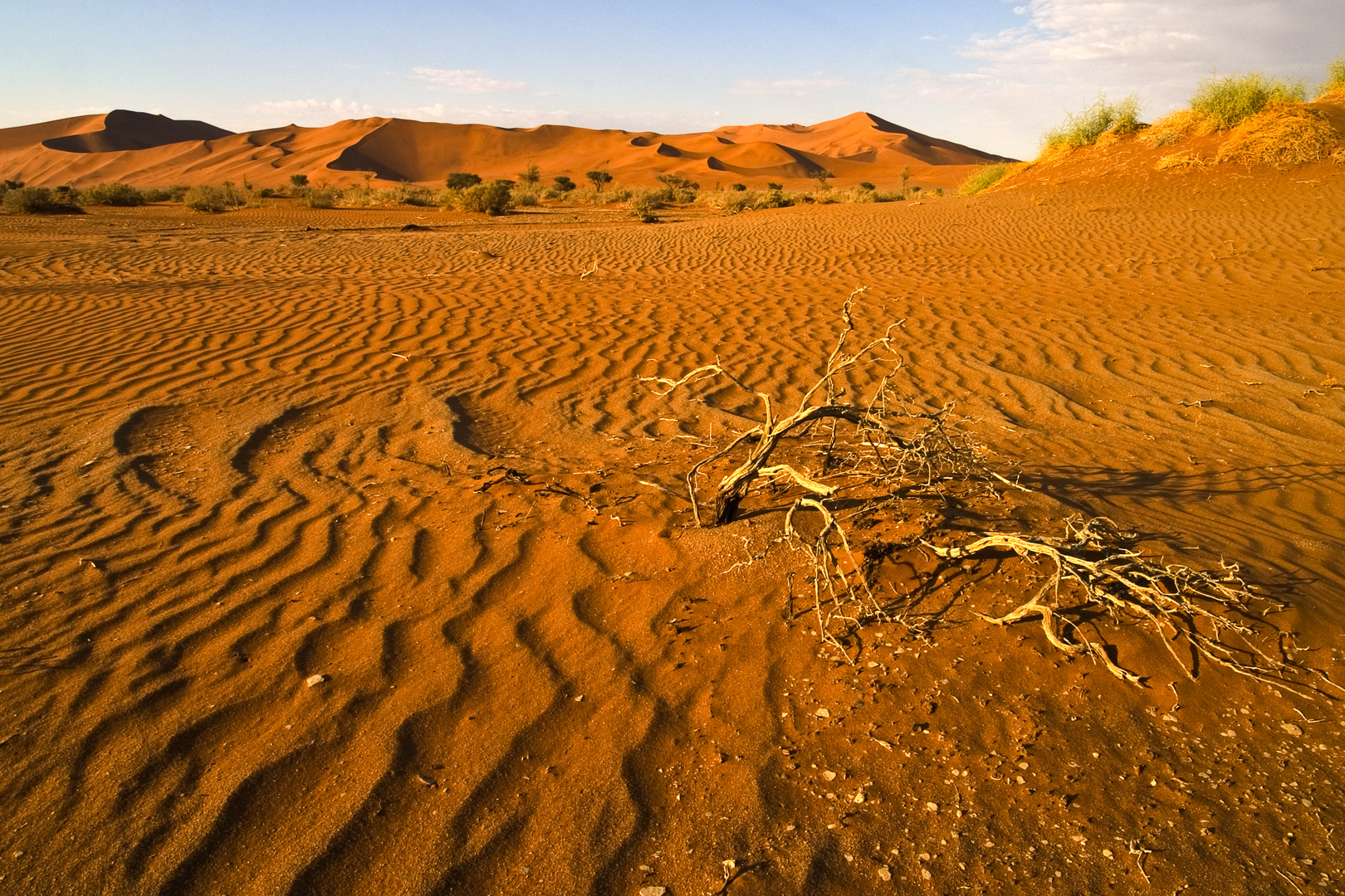 In der Namib