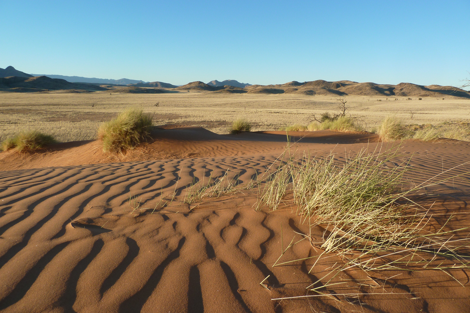 In der Namib