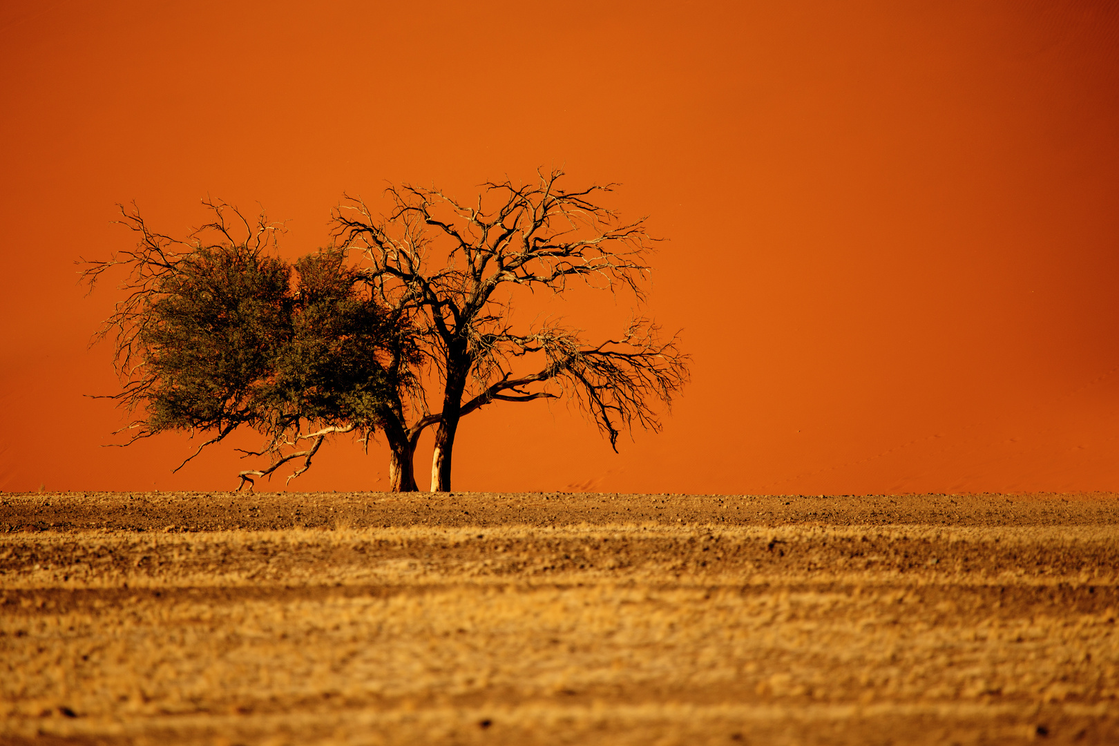 In der Namib