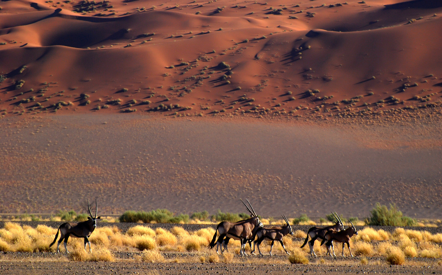 in der Namib