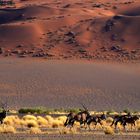 in der Namib