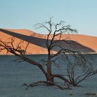 in der Namib (Sossusvlei)