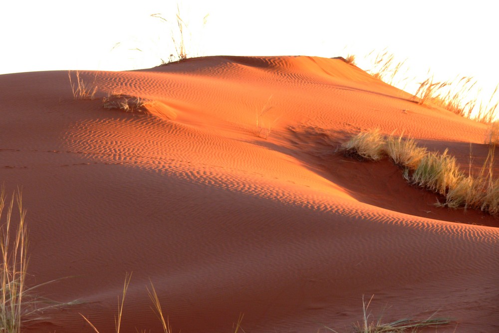 In der Namib - Wüste