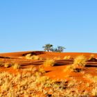 In der Namib Wüste