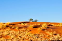 In der Namib Wüste