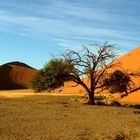 in der Namibwüste / Namibia