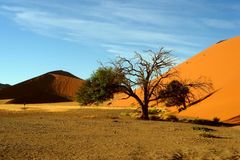 in der Namibwüste / Namibia