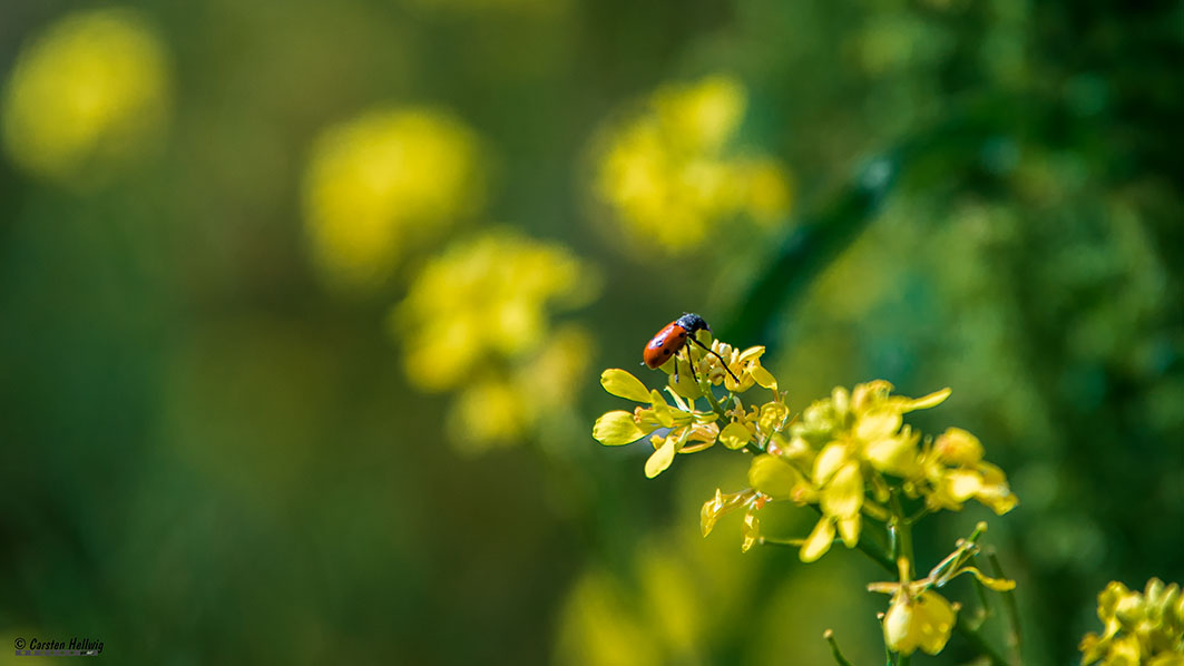 In der Natur