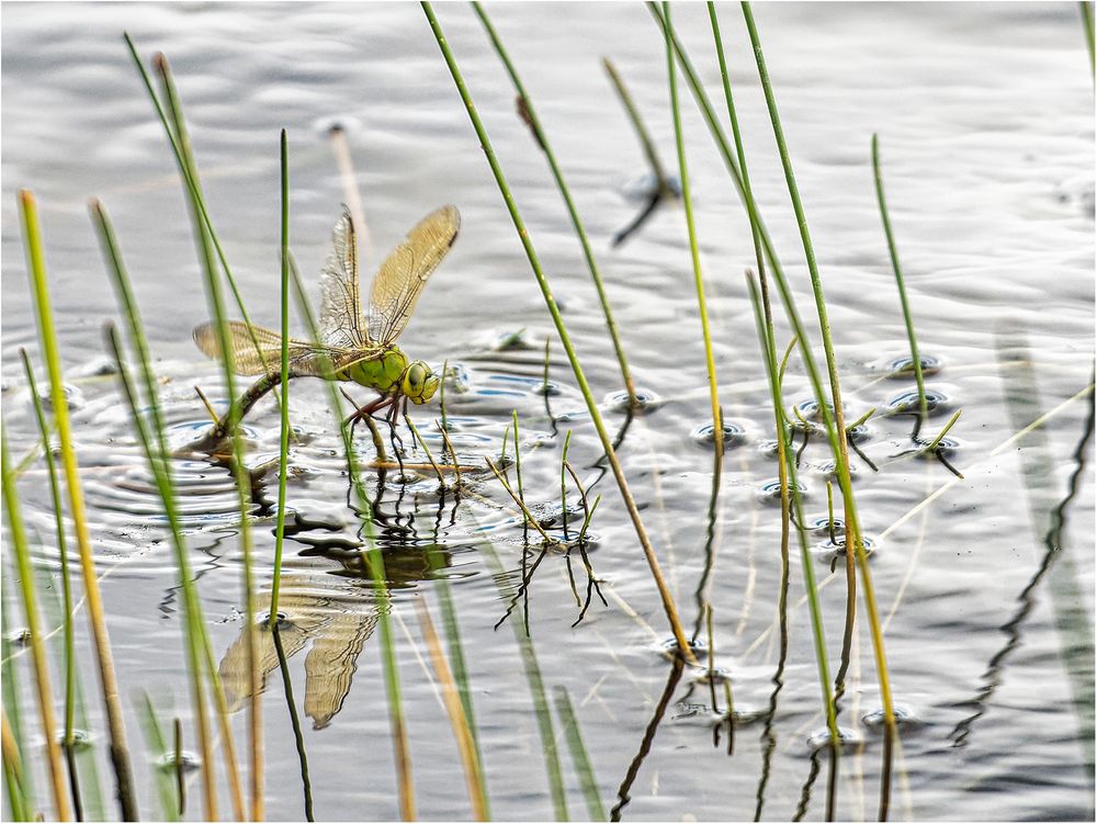 In der Natur