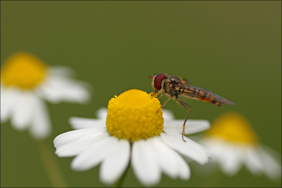 *In der Natur ...*