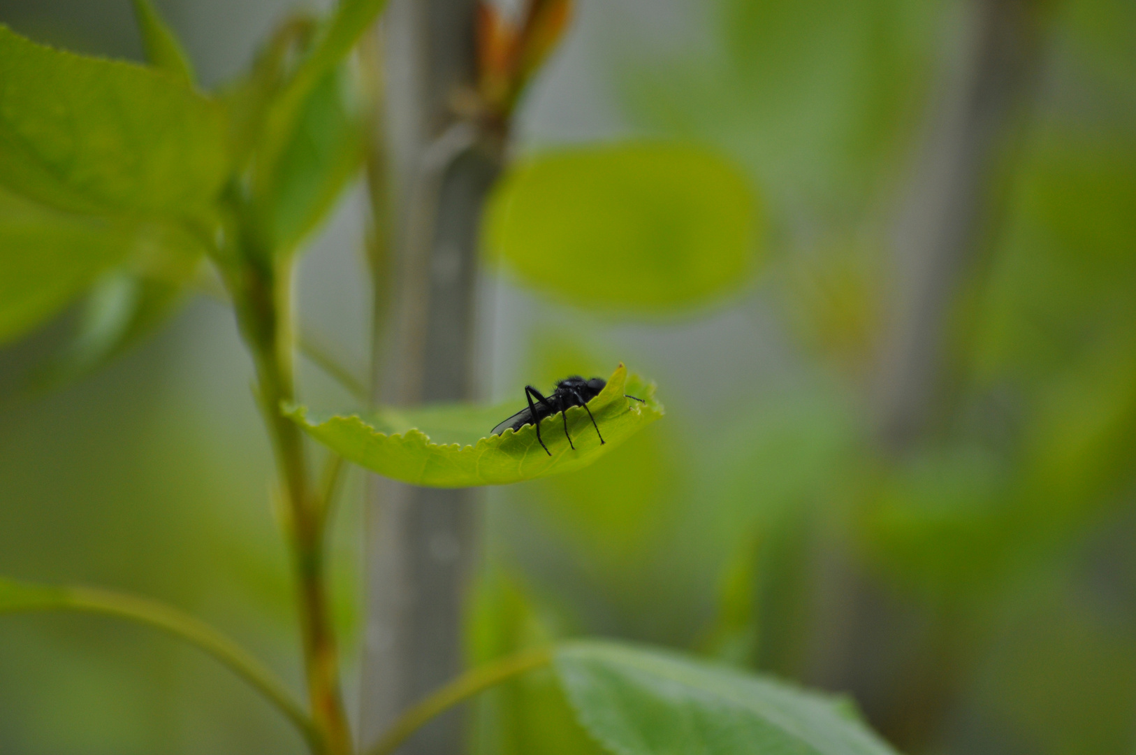 In der Natur