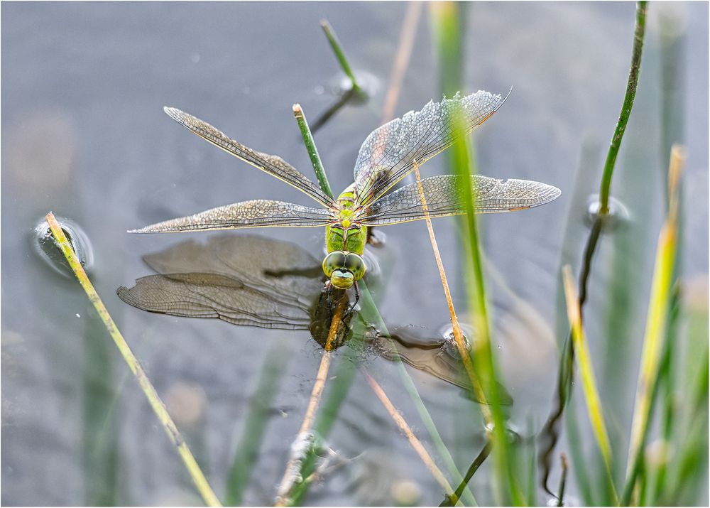 In der Natur