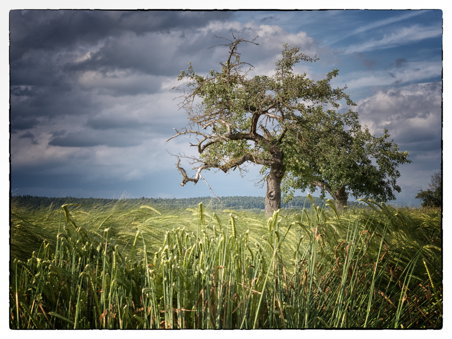 in der Natur