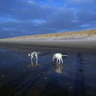 In der Natur die Seele baumeln lassen - Erholung am Strand der Nordsee für Mensch und Hunde