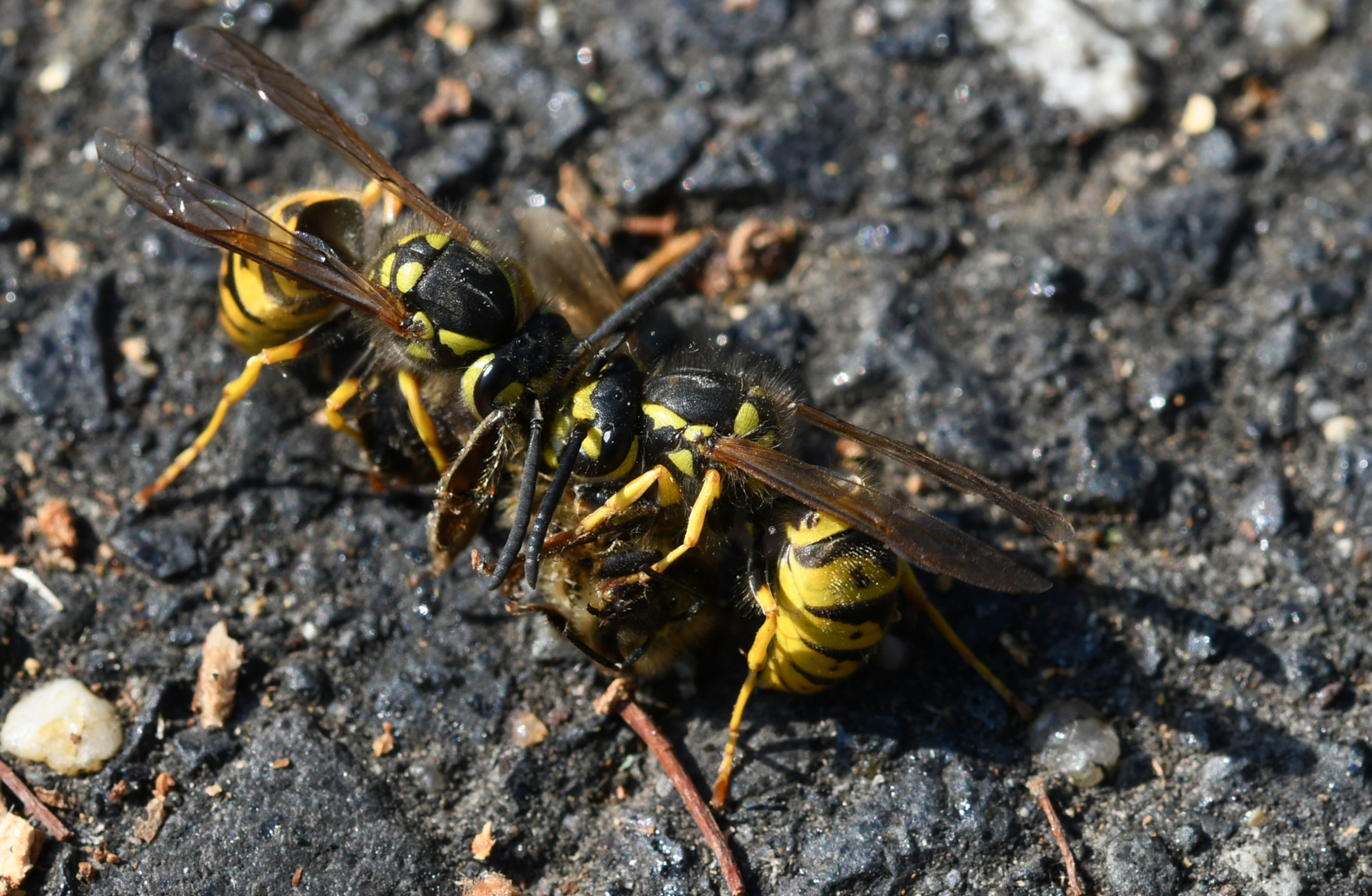 In der Natur gibt es viele unfaire Kämpfe,...