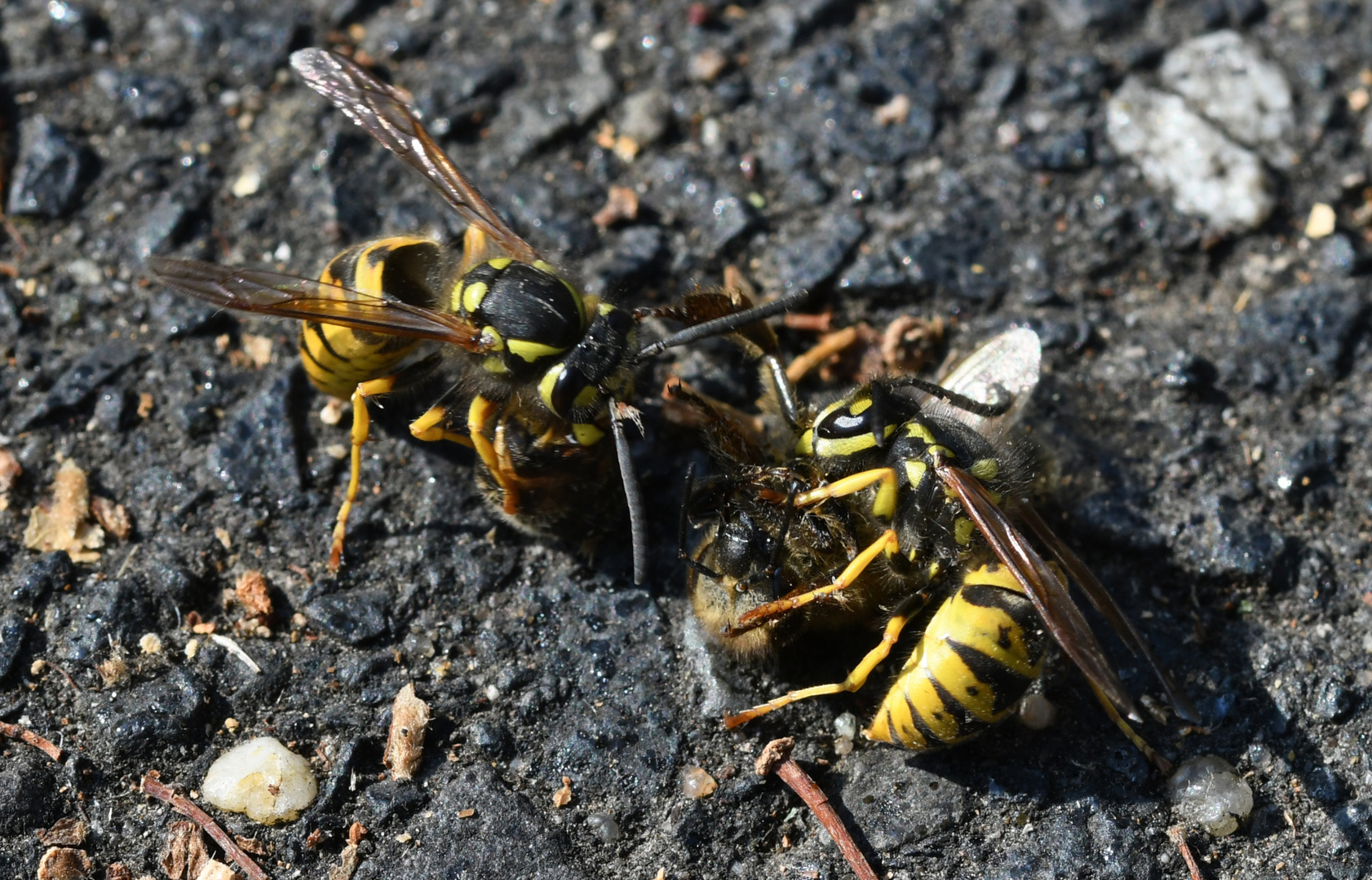 In der Natur gibt es viele unfaire Kämpfe,.... Teil 2