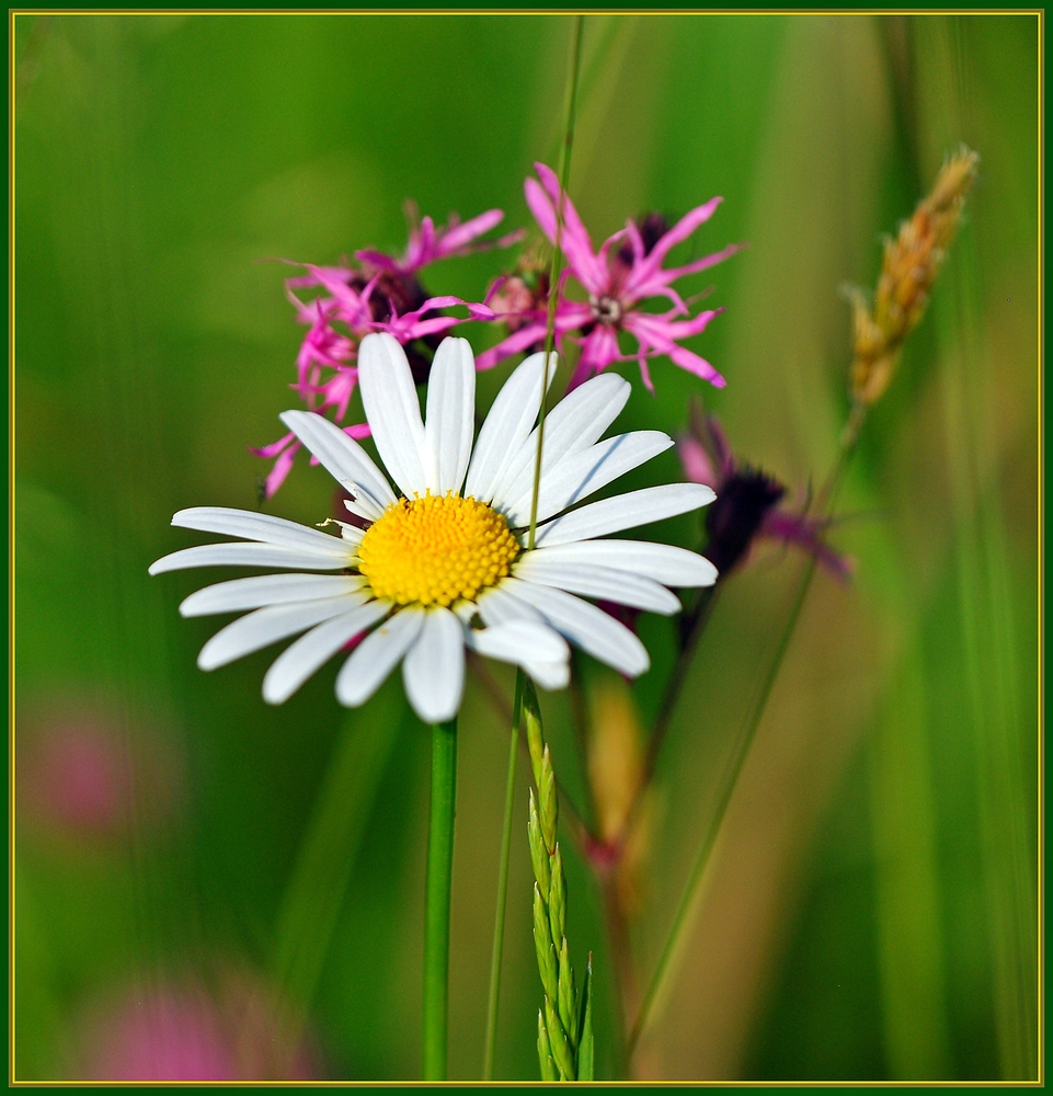 In der Natur ist niemand gerne alleine.......