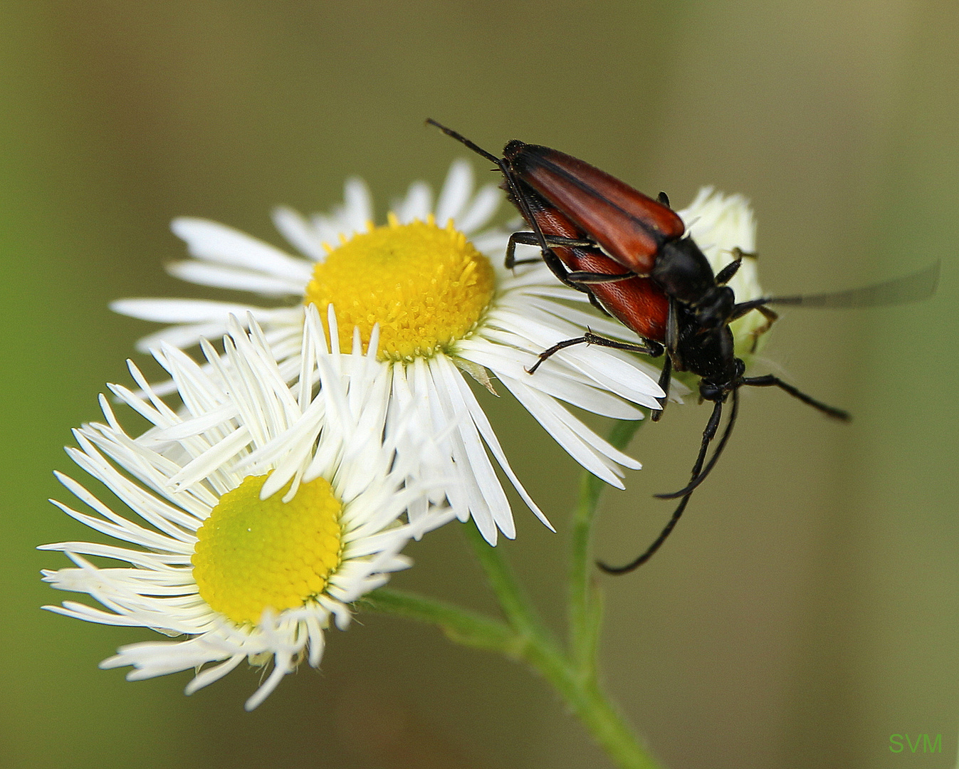 In der Natur: Liebe pur!