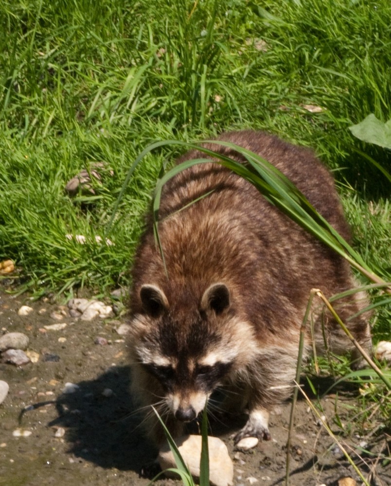 In der Natur oder im Gehege?