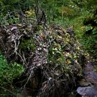 In der Natur - Wurzelwerk mit Brücke über den Ueßbach bei Bad Bertrich