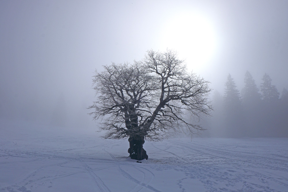 ... in der Naturparkregion Reutte ...