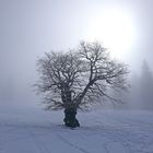 ... in der Naturparkregion Reutte ...