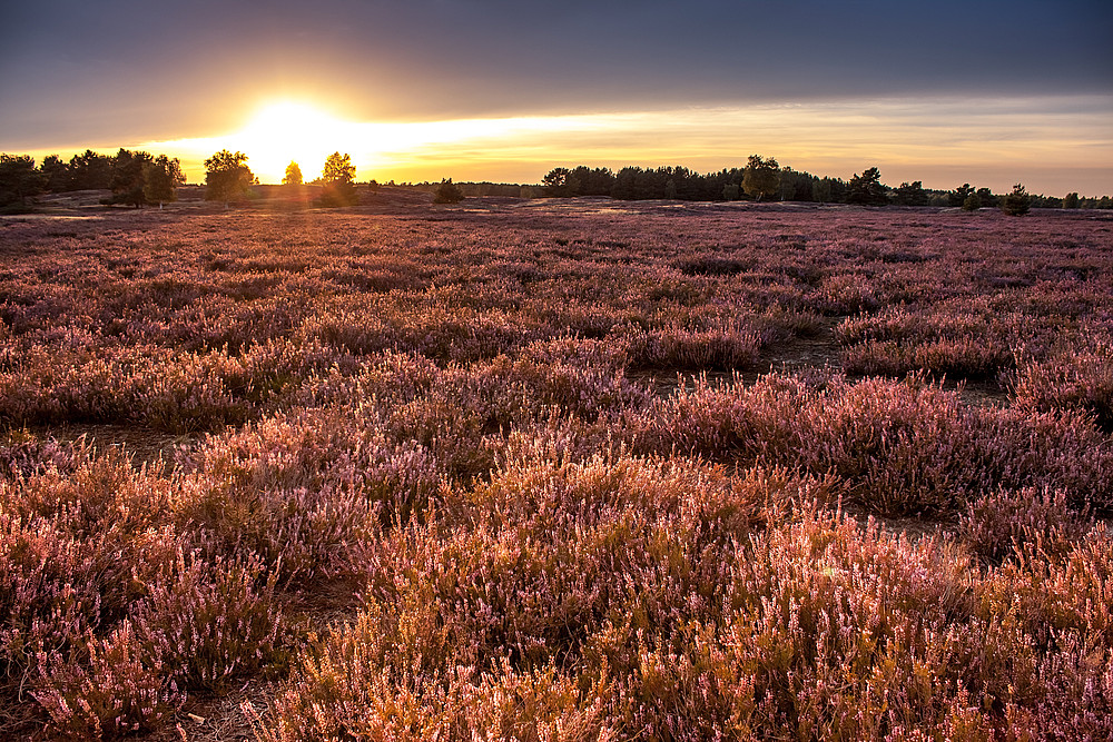 In der Nemitzer Heide