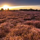 In der Nemitzer Heide