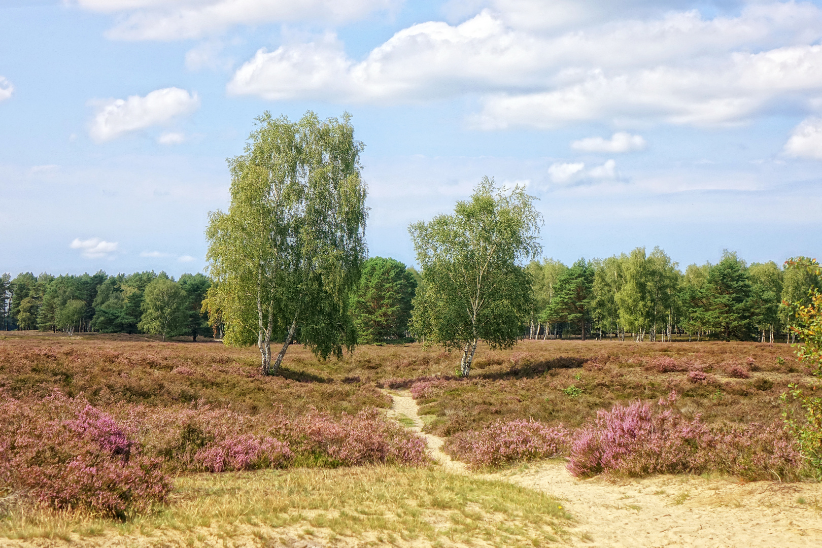 in der Nemitzer Heide ....