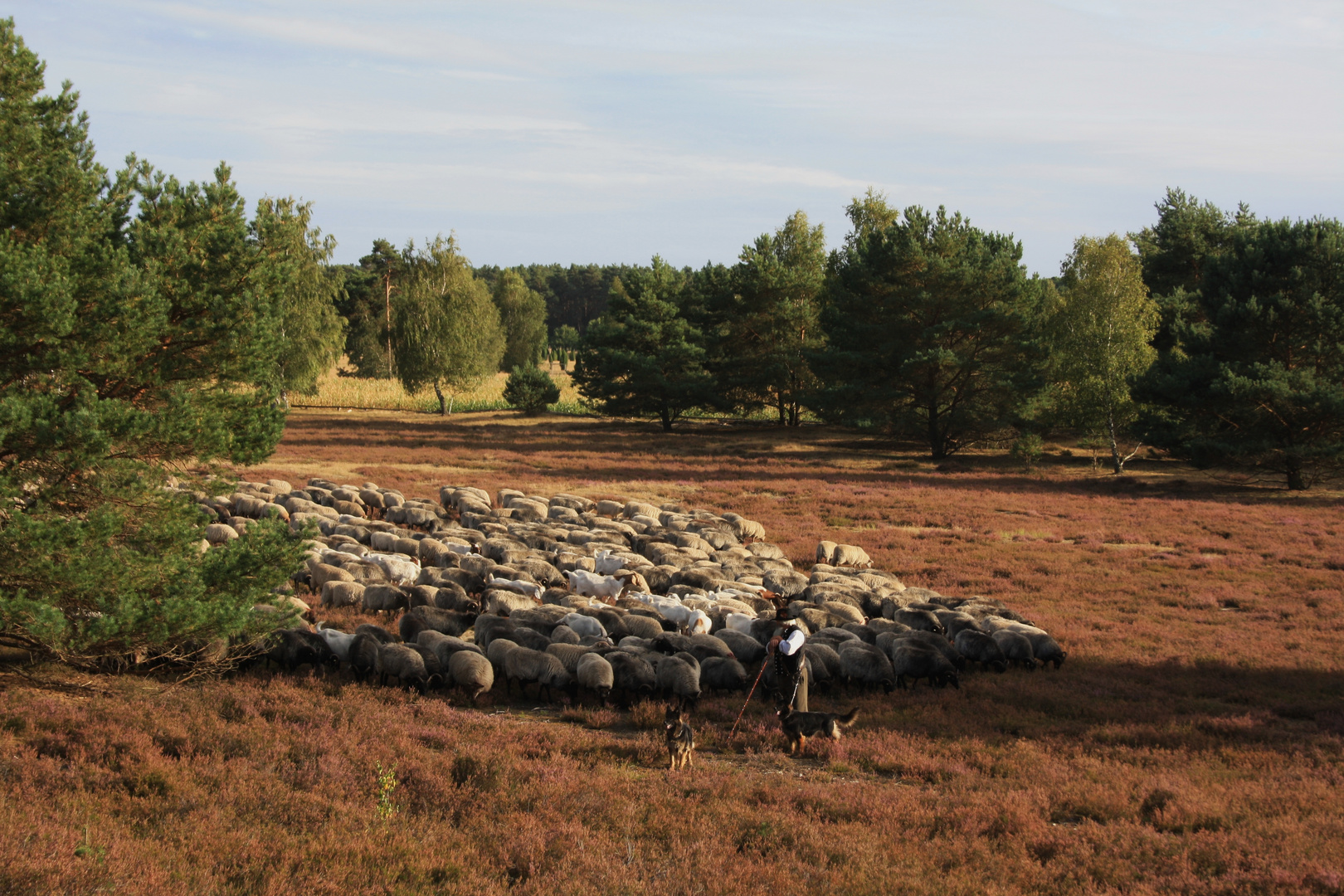 in der Nemitzer Heide