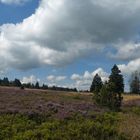 In der Niedersfelder Hochheide