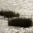 In der Nordsee gewachsen