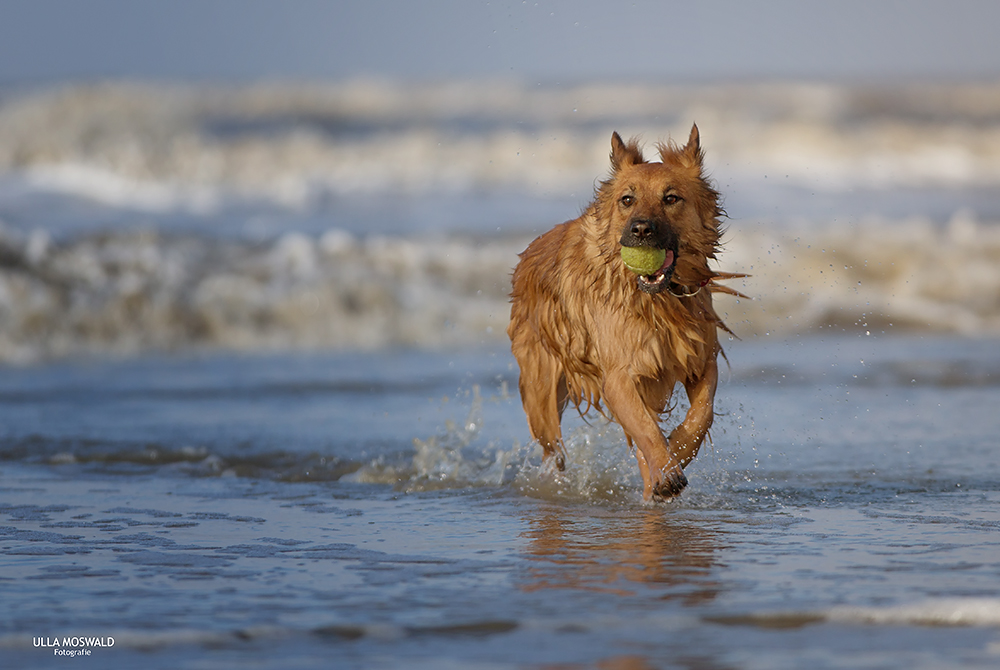 ...in der Nordsee planschen...