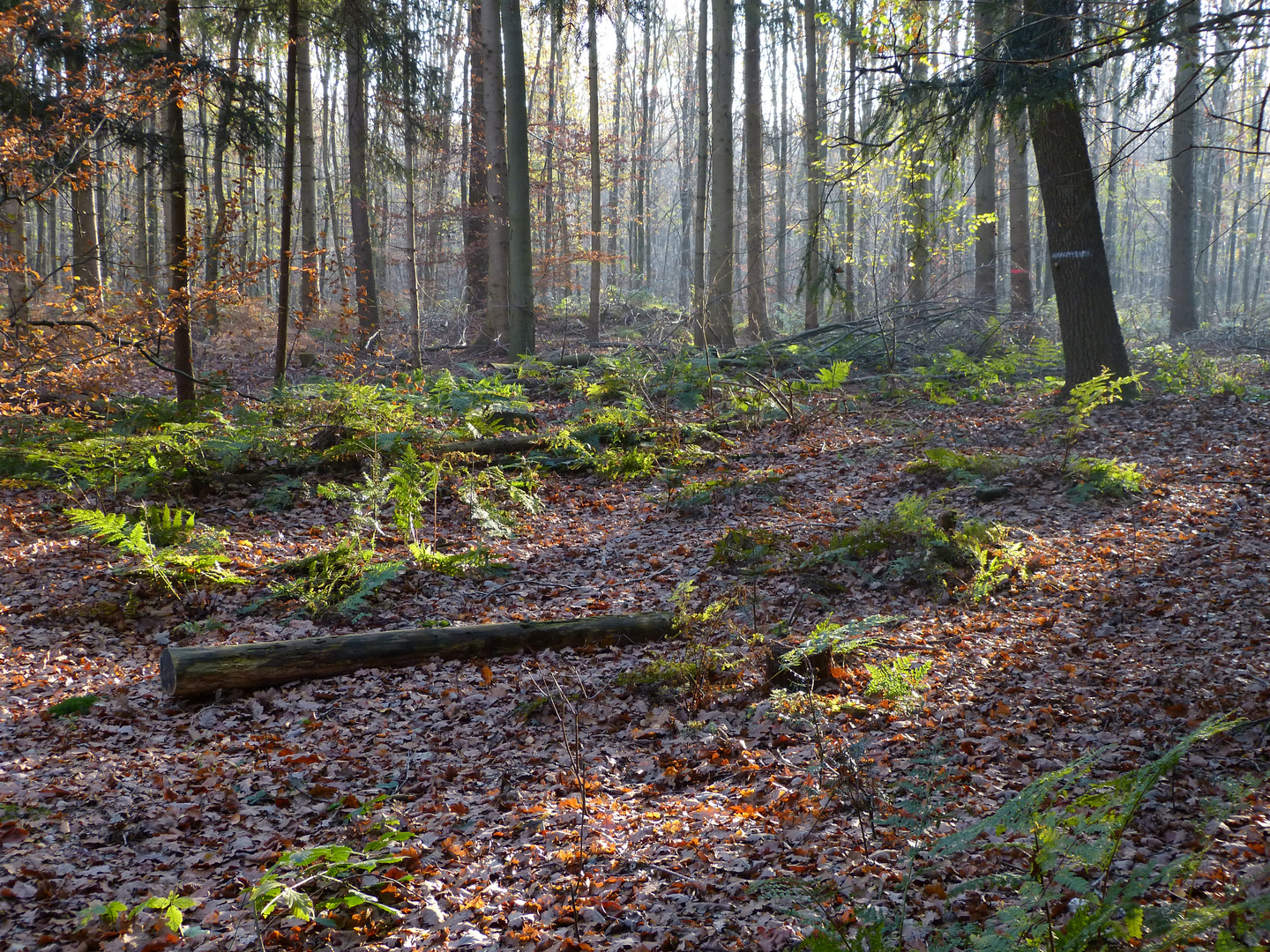 in der Novembersonne