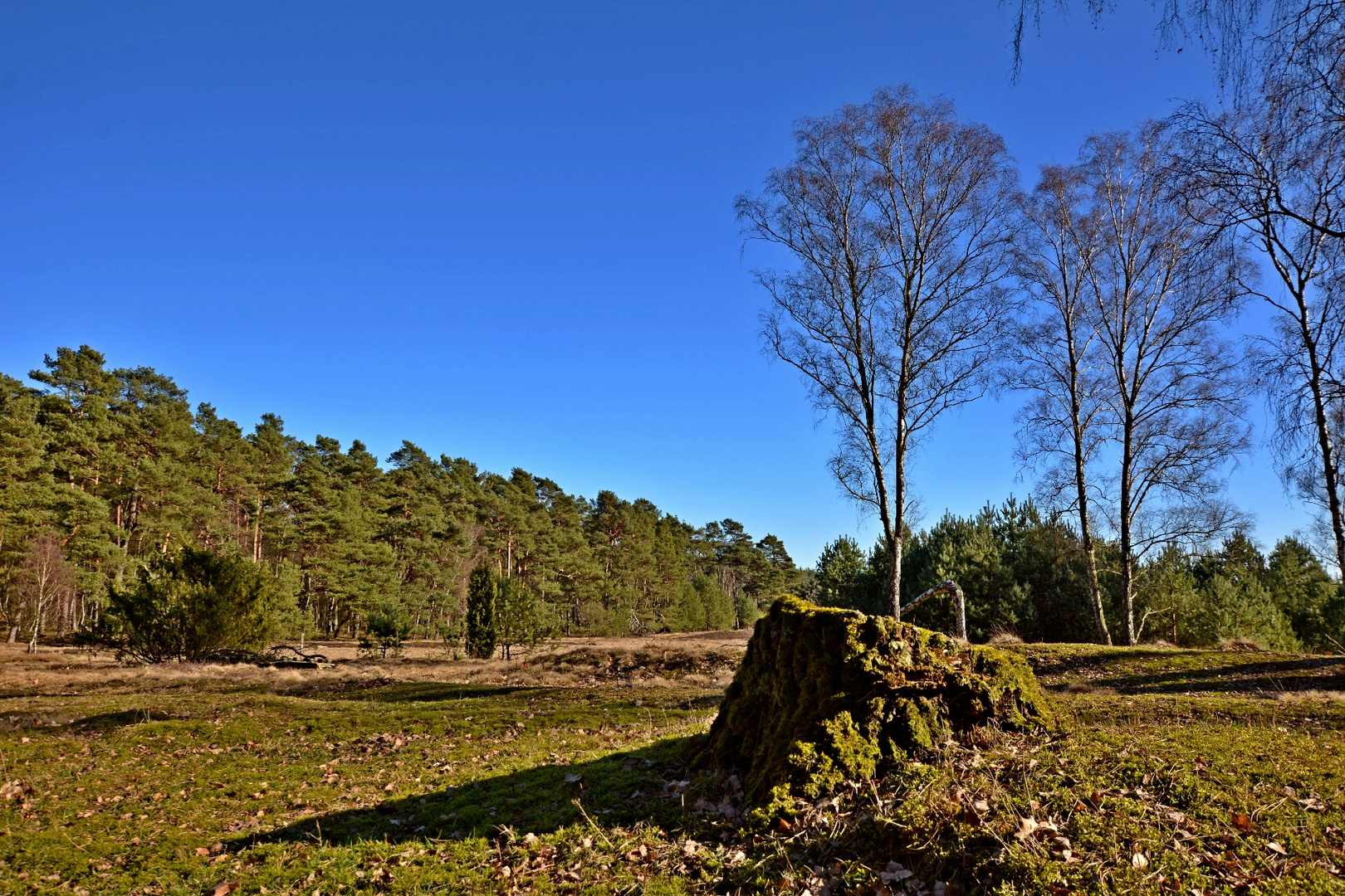 In der Oberoher Heide