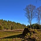 In der Oberoher Heide