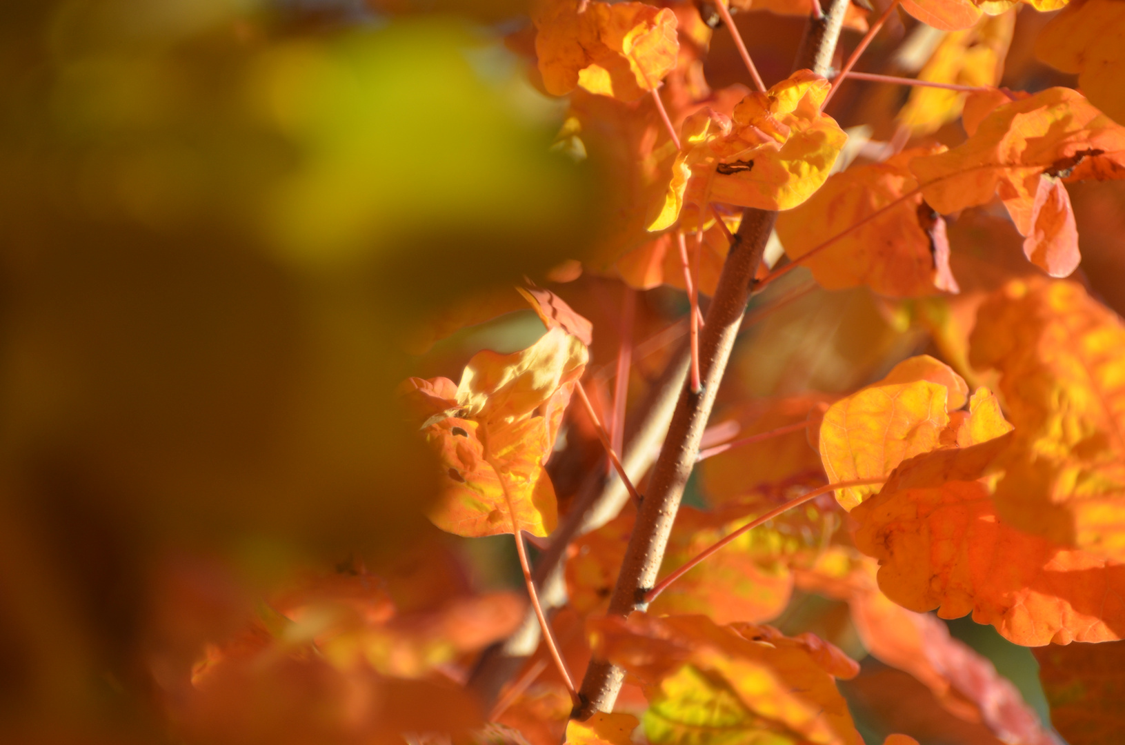 In der Oktobersonne