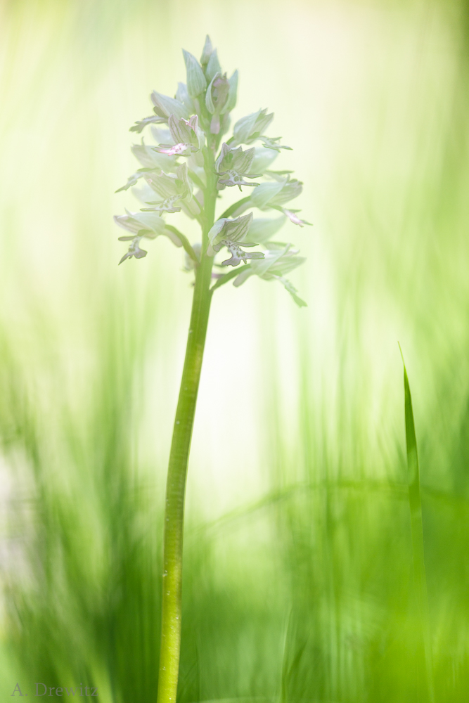 In der Orchideenwiese